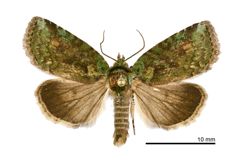 Stenoloba manleyi formosana Male